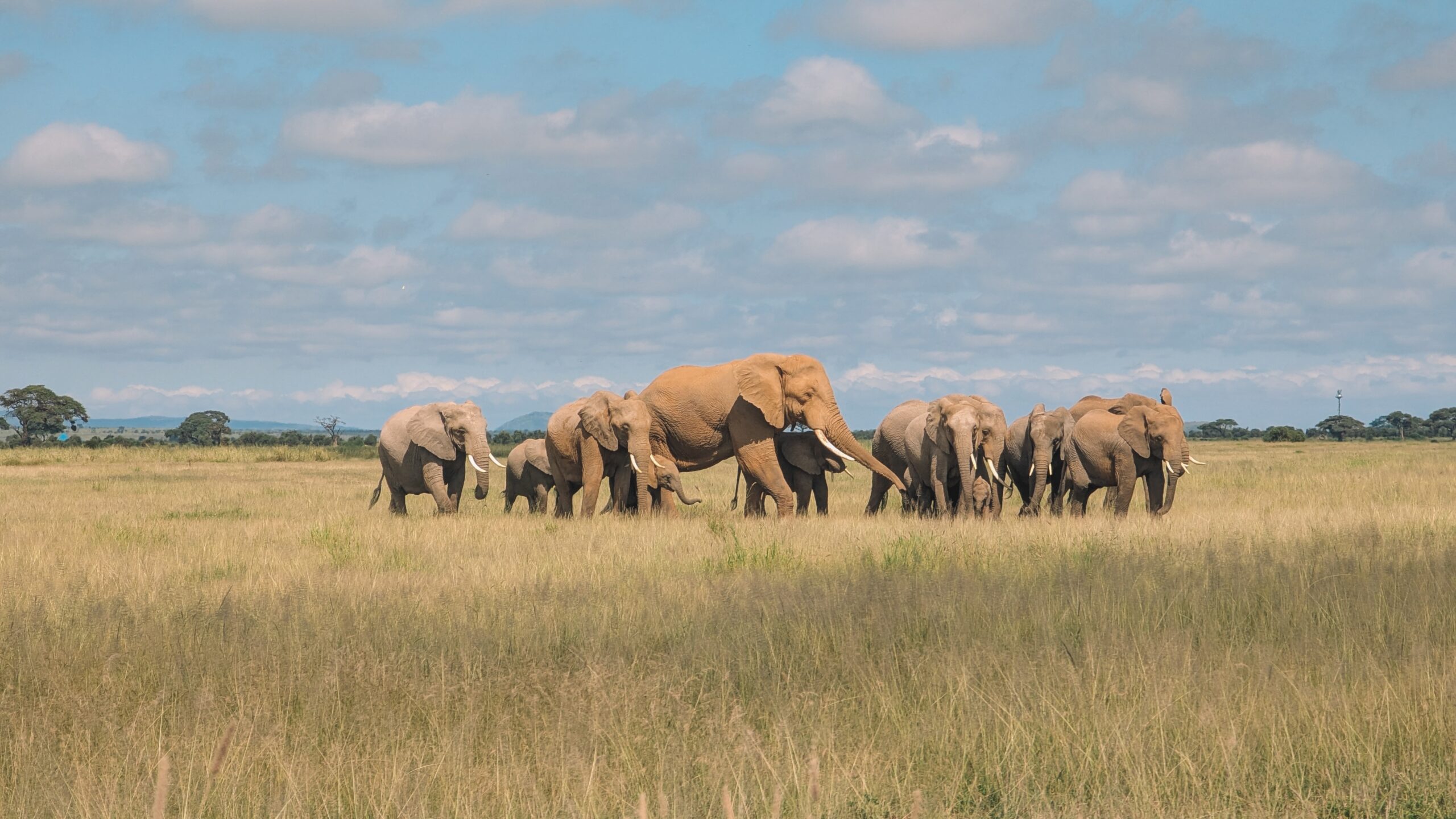 Herd of elephants walking through a grassland under a partly cloudy blue sky