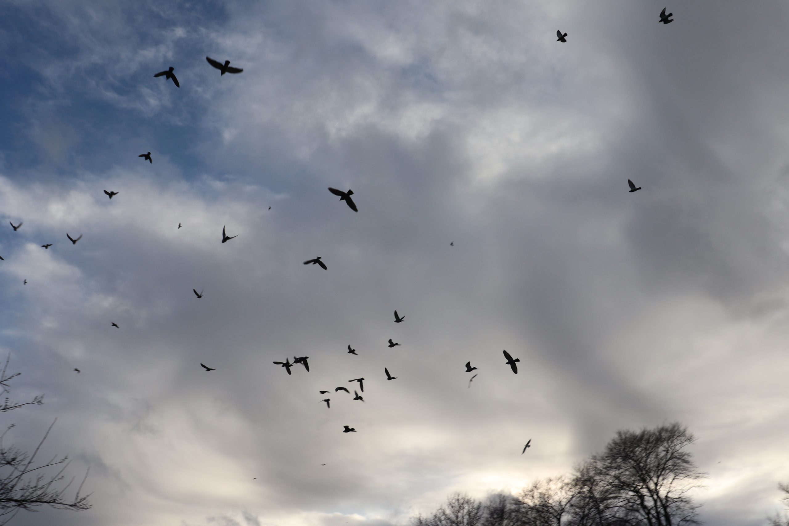 A flock of birds silhouetted in flight across a cloudy sky above bare trees at the edge of a landscape.